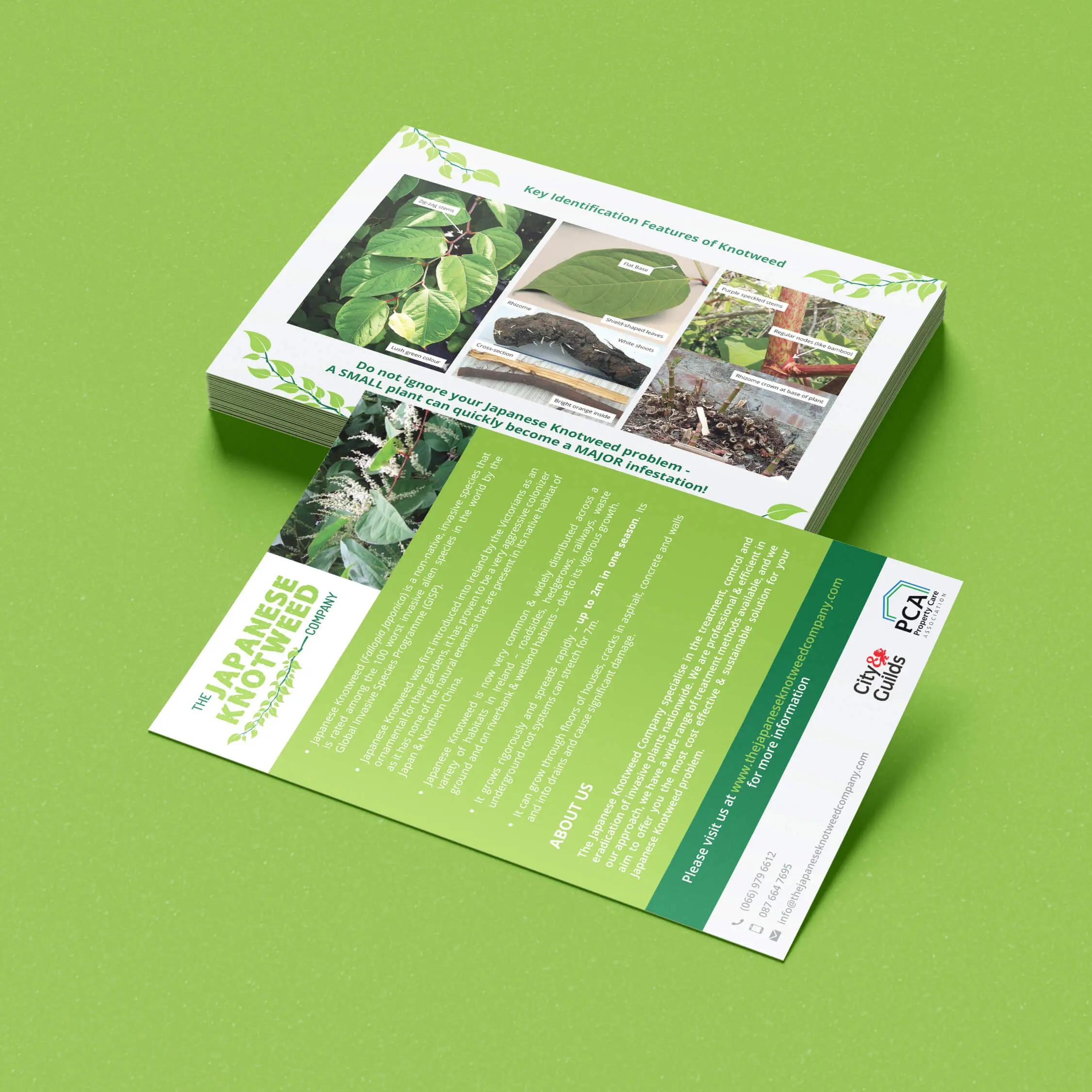 knotweed_flyers knotweed_flyers